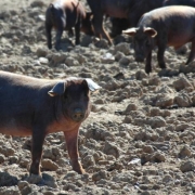 granja