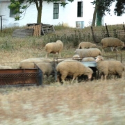 granja