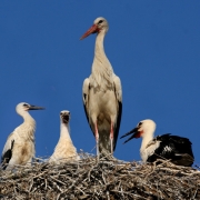 fauna Guadiato