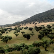 dehesa