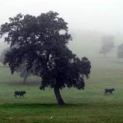 Dehesa